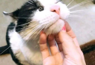 吃瓜网红少女猫猫是谁,吃瓜界的时尚宠儿