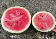 网瓜生了吃的是什么味道,独特风味引人入胜